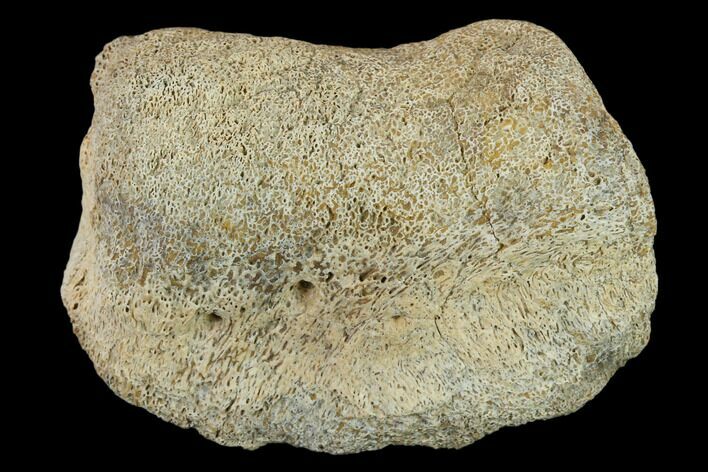Ceratopsian Dinosaur Phalange - Alberta (Disposition #-) #134452